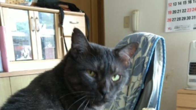 今我が家のねこたちは何してるかなー？