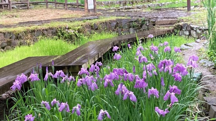片倉城址公園の菖蒲