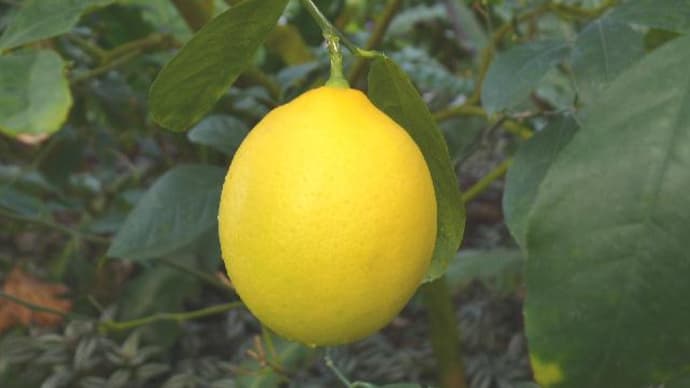 岩手県立花きセンターのレモン（檸檬）の実