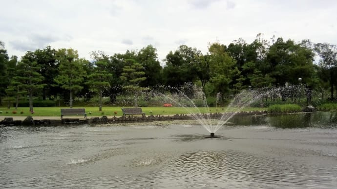あやめ池公園の噴水と睡蓮　お気に入り画像　20201016