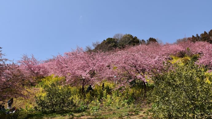 さくら狩り 神奈川県松田町あぐりパーク嵯峨山苑 松田山菜花まつり(3)下か見上げる河津桜
