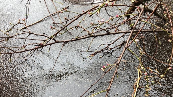 持ち帰った花木の枝の再生