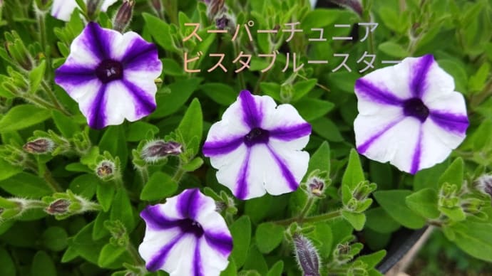雨上がりの庭