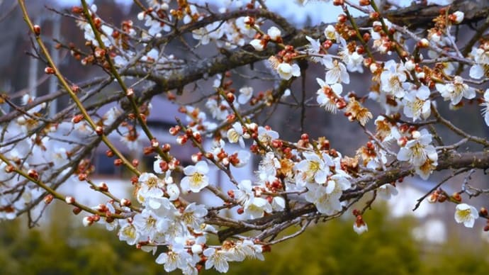 ２０２４・３・１９　長野市は梅が咲き始めカタクリの蕾が出てきた