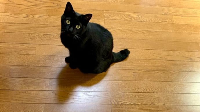 見上げてくるトノヒメの可愛いこと! シーチキンがドラゴンボールコラボ