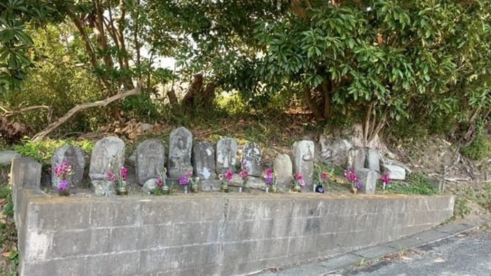 ツワブキって食べられるのね~