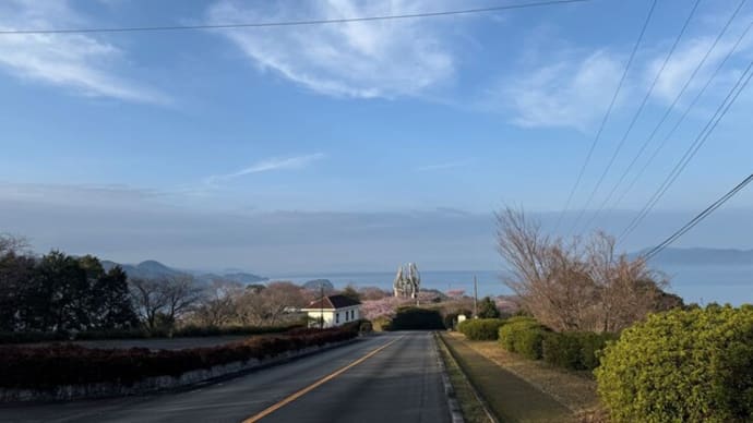 御立岬公園河津桜七分咲き