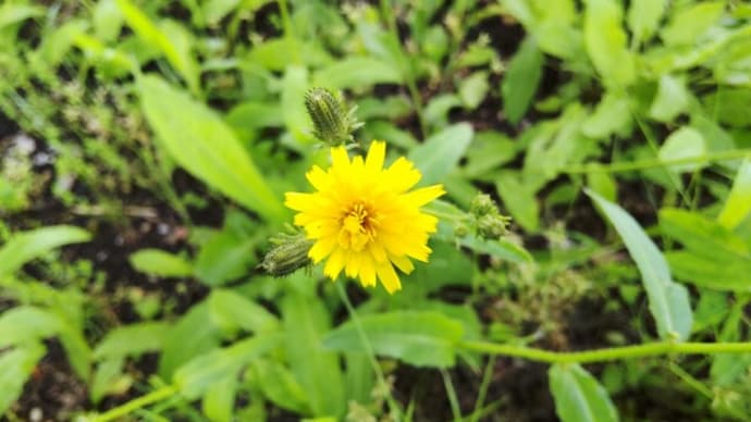 コウゾリナ：黄色いタンポポのような花を