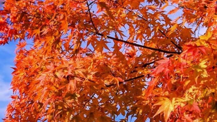 日光中禅寺湖の紅葉