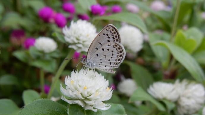 季節を感じる散歩、甲子園熱い夏