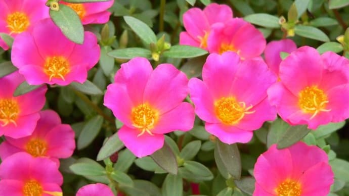夏の花5:ポーチュラカ