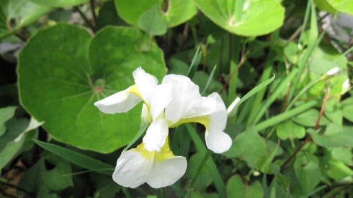 庭の花や木々 カキツバタ(白)、クレマチス、レモンの蕾、百日紅の新芽、山椒の苗木