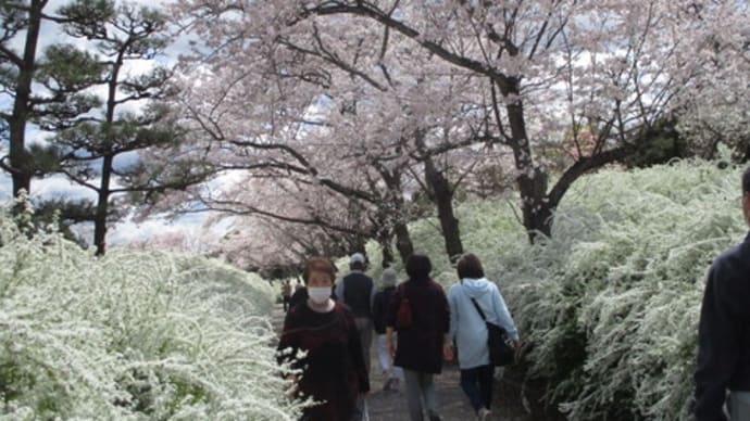 桜と雪柳の回廊
