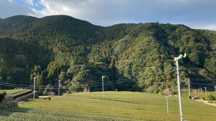 明るい花咲くお茶畑✨🌱✨