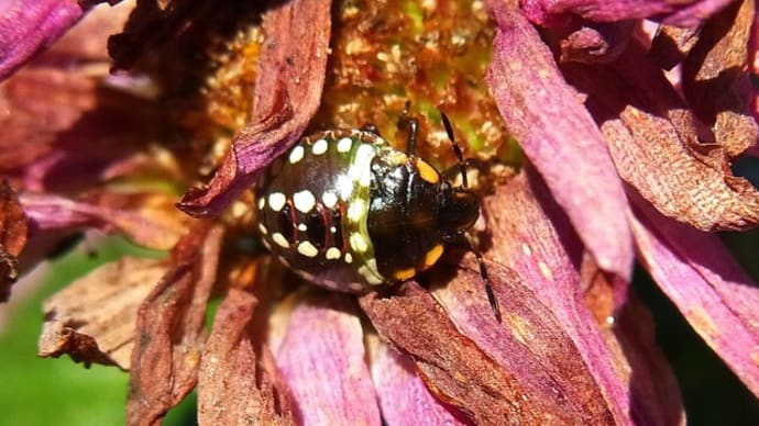 カメムシ幼虫もおもしろい!:ヨモギハムシと運ばれて