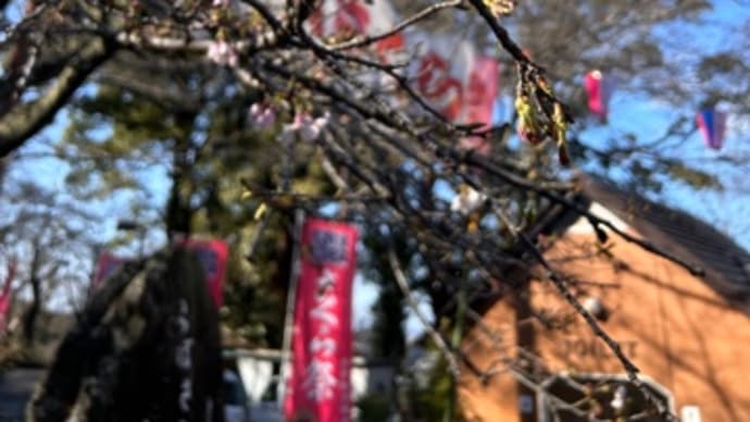 第72回衣笠さくら祭 ようやくポツポツと