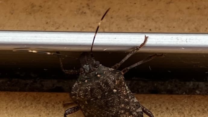 衝撃のカメムシ