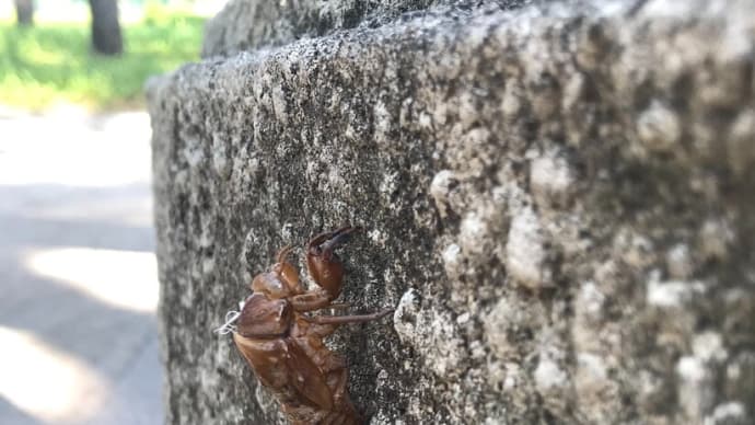 スズメの砂浴び