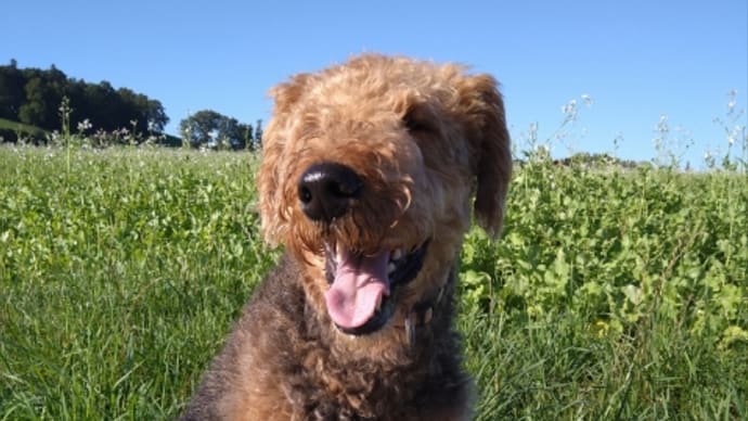 元気な犬。