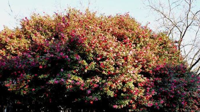 サザンカ　里の山茶花林は花の真っ盛り