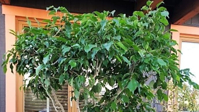 植物の室内取り込み完了