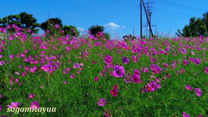 座間「芹沢公園」の「コスモス」が見頃を迎え始めた!!