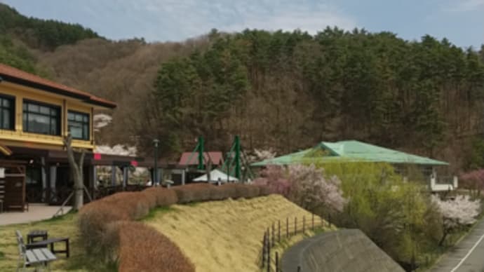 桜満開のスキー場
