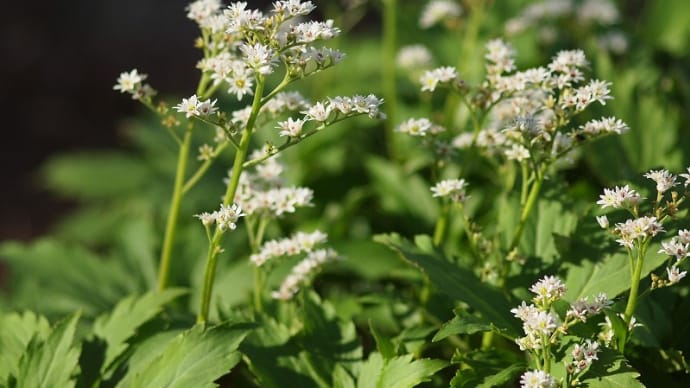 白い山野草の花々