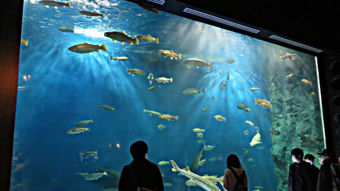 サケ稚魚放流体験ほか~サケのふるさと千歳水族館~(その1)