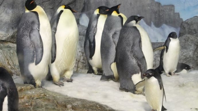 皇帝ペンギン亜成鳥を探せ!