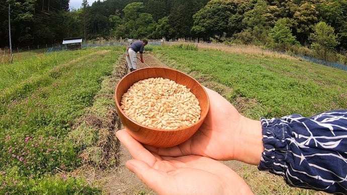 主食を育てる暮らし🌾自然農田でお米の苗床づくり