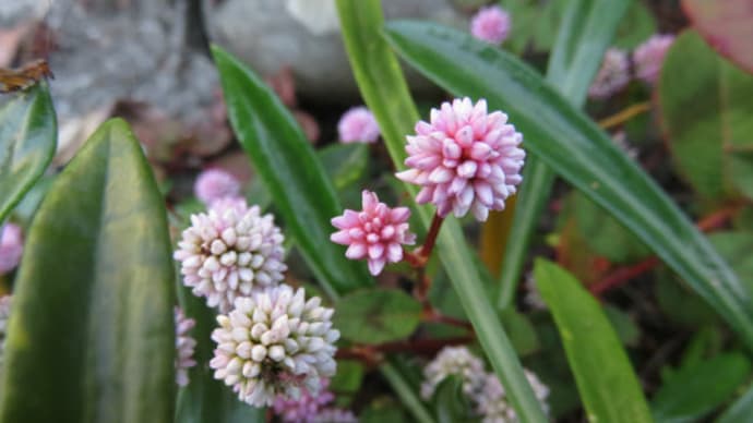 Polygonum