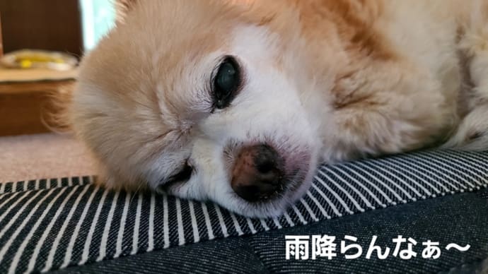 雨乞いしないと・・・です