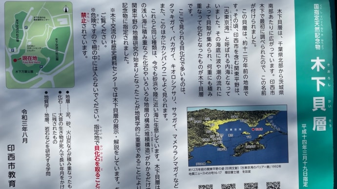 国指定天然記念物 木下貝層