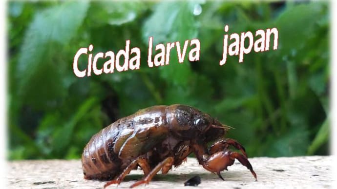 夏3連休で出会った生き物&2日間地獄の草刈りボランティア