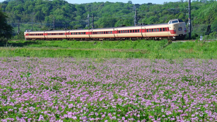 蓮華草を前に疾走する国鉄色やくも（特急やくも）