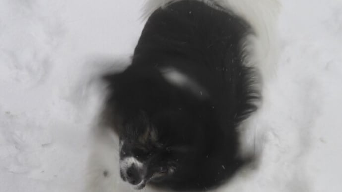 ２月２１日の犬