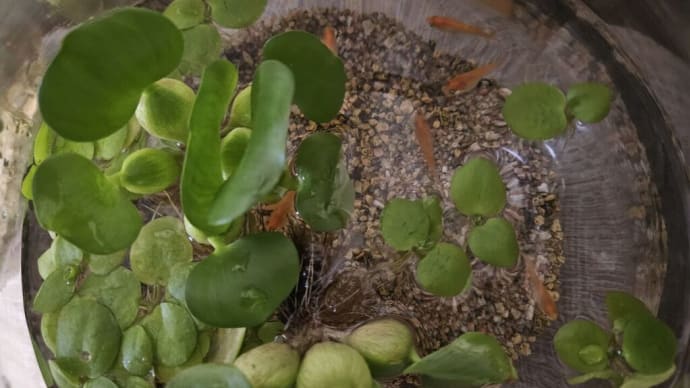 今のうちに畑の草抜きとメダカの手入れ