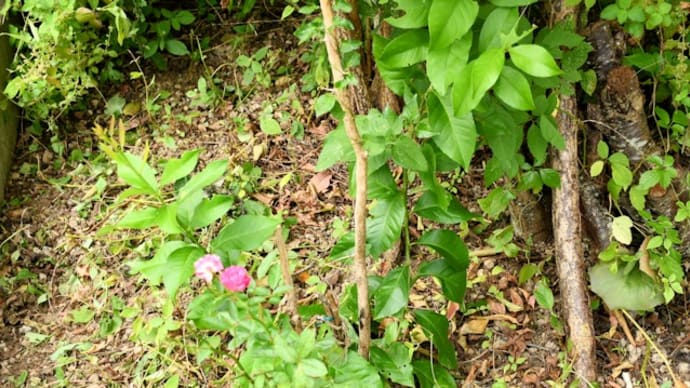 再び家庭菜園の季節