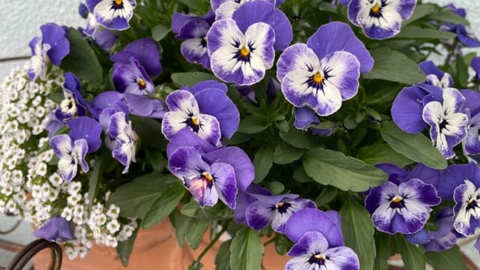 うちのお花たち。。