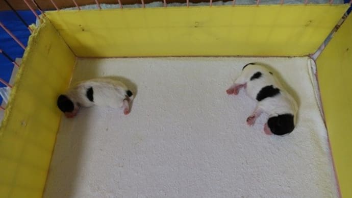 傷口も大丈夫のようです。