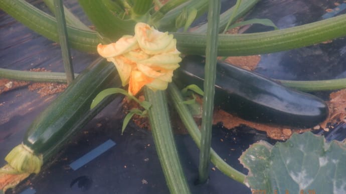 ズッキーニ初収穫 定植キュウリ・トウガラシ・オクラ