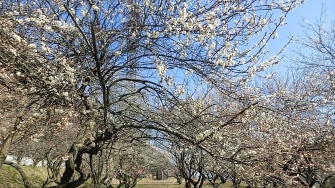 もう少しで春！