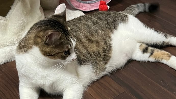 お泊まり会🎐コテツさん