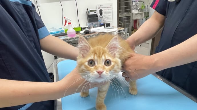 スコティッシュちゃん、注射がんばりました！