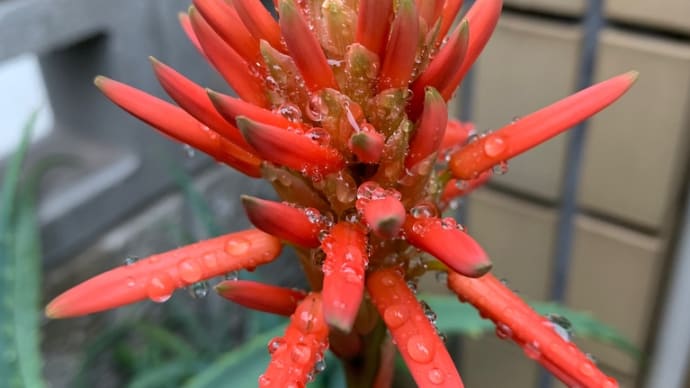 雨上がり、アロエの花が更にひらく♪