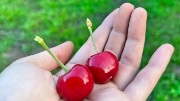 7月19日(火)園内状況🍒