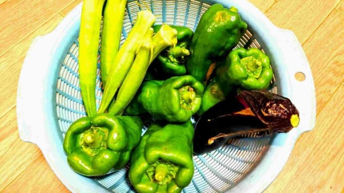 夏野菜が増えてきて、浅野君も赤くなった