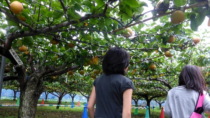農林公園に・・・一個100円の梨もぎに行こう