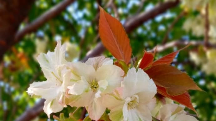 緑鮮やか御衣黄桜